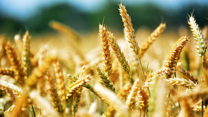 「黒海小麦取引」の情報管理にブロックチェーン導入テスト｜スイス農作物輸出会社