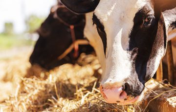 牛乳・乳製品の「生産・流通情報」をブロックチェーン管理｜フランス小売大手Carrefour