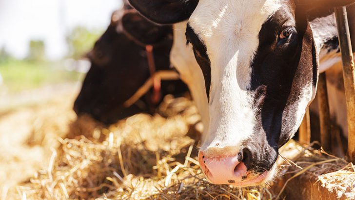 牛乳・乳製品の「生産・流通情報」をブロックチェーン管理｜フランス小売大手Carrefour