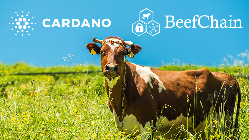 カルダノ開発企業：食品追跡会社「BeefChain」と提携｜サプライチェーン管理などで協力