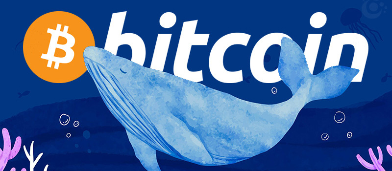 Bitcoin-Whale-Investment-Strategy