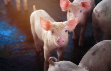 新たな仮想通貨投資詐欺「豚の屠殺」が世界的に増加｜巧妙な手口に要注意