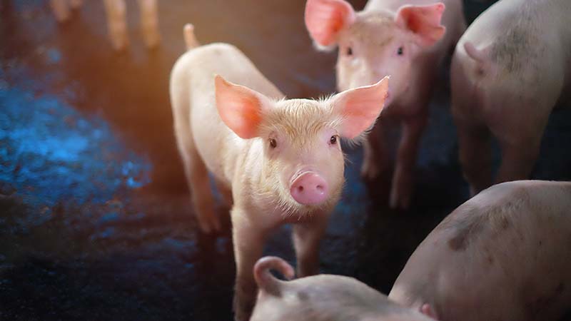 新たな仮想通貨投資詐欺「豚の屠殺」が世界的に増加｜巧妙な手口に要注意
