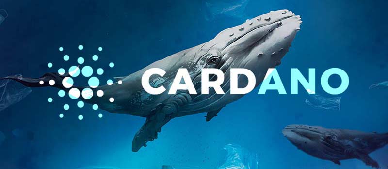 Cardano-ADA-Whale