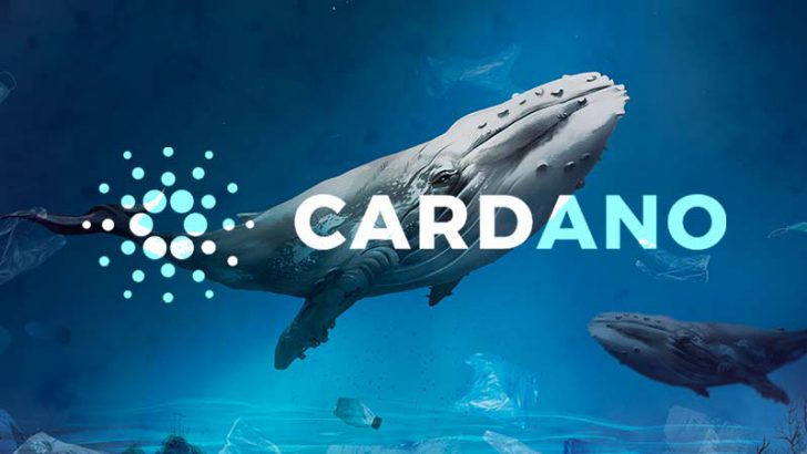 カルダノ（Cardano/ADA）価格上昇の裏で「クジラ・サメ」が増加｜蓄積段階突入か