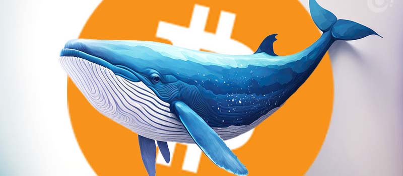 Bitcoin-BTC-Whale-Art