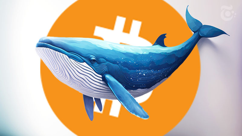 謎のクジラが「ビットコイン保有量世界3位」に｜約3ヶ月で4,500億円相当のBTC蓄積