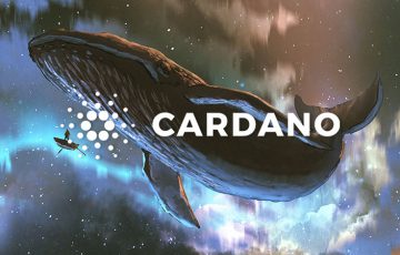 Cardano（ADA）のクジラウォレット数「過去16ヶ月間の最高値」に到達