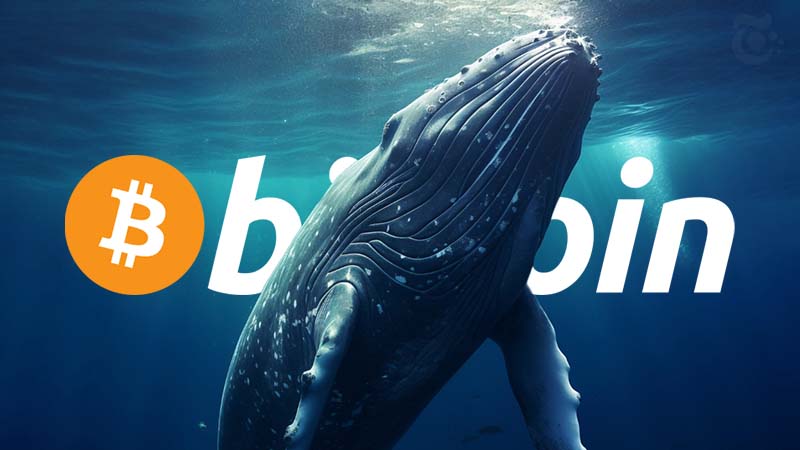 わずか1ヶ月で「600億円相当以上のビットコイン」を蓄積｜謎のクジラの正体に注目集まる