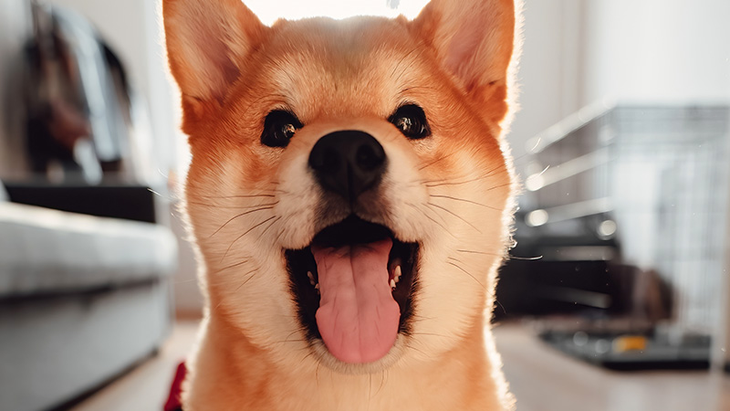 「Shiba Inu」と「TokenPlay AI」が提携｜SHIBテーマのミニアプリ公開へ